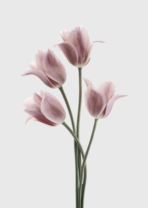Picture of TULIPS PINK