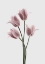 Picture of TULIPS PINK