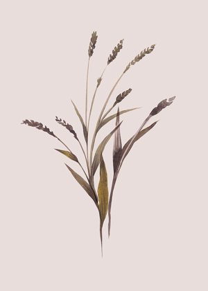 Picture of WHEAT