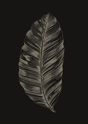 Picture of BLACK LEAF