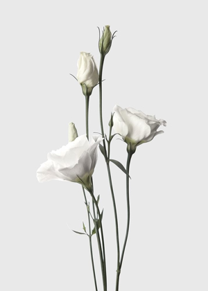Picture of LISIANTHUS WHITE