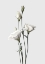 Picture of LISIANTHUS WHITE