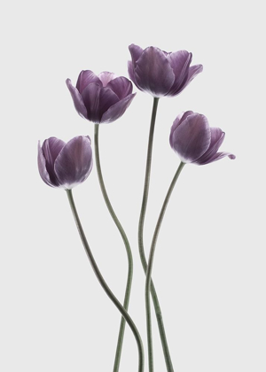 Picture of TULIPS PURPLE