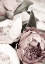 Picture of OPULENT 1