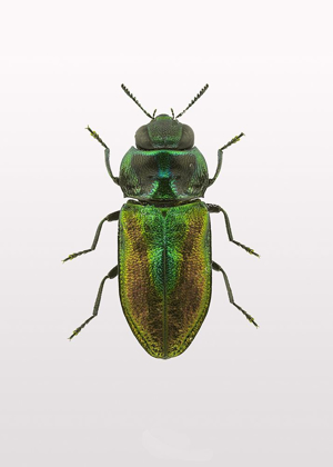 Picture of BEETLE 1