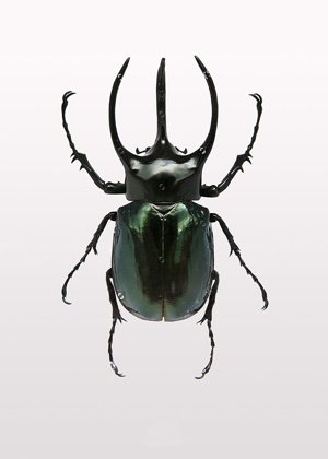 Picture of BEETLE 2