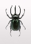 Picture of BEETLE 2