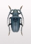 Picture of BEETLE 3