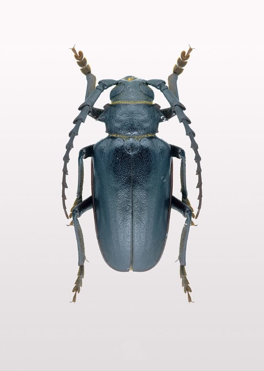 Picture of BEETLE 3