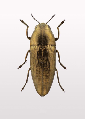 Picture of BEETLE 4