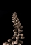 Picture of UPWARDS 2