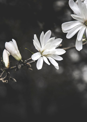 Picture of WHITE FLOWERS