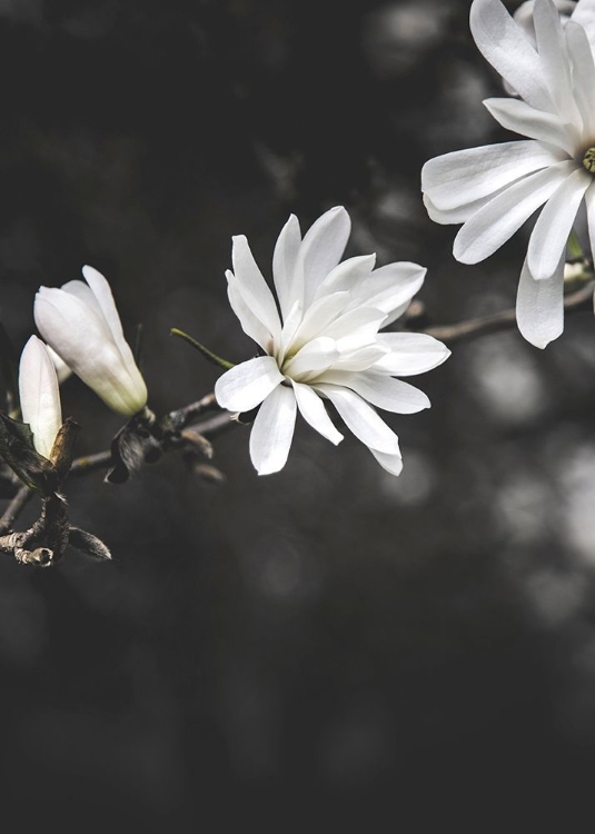 Picture of WHITE FLOWERS