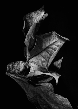 Picture of LEAF COMPOSITION, DARK