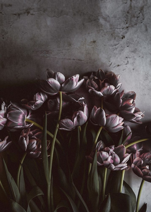 Picture of DARK TULIPS