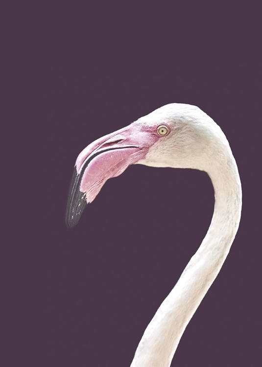 Picture of THE FLAMINGO