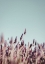 Picture of FIELD HAZE