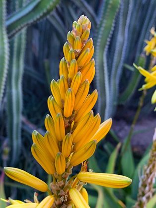 Picture of ALOE BLOOMS II