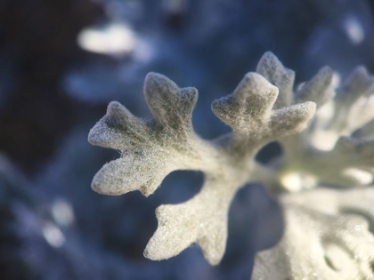 Picture of DUSTY MILLER I