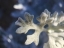 Picture of DUSTY MILLER I