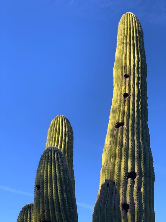 Picture of DESERT CANOPY II