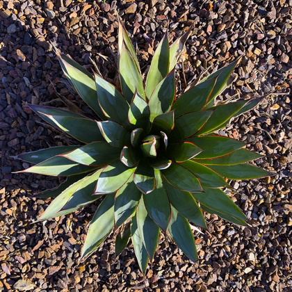Picture of AGAVE I
