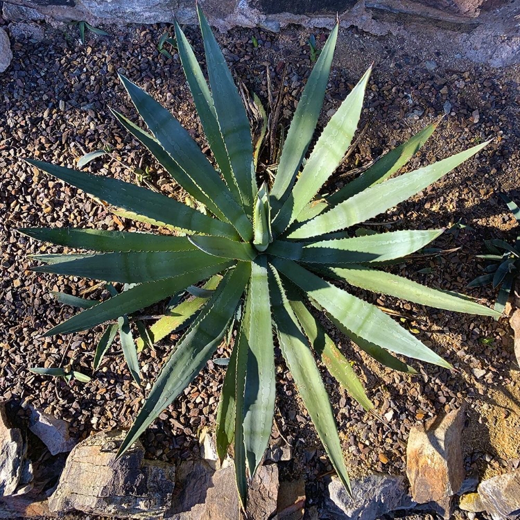 Picture of AGAVE II