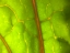 Picture of BACKLIGHT LEAF I
