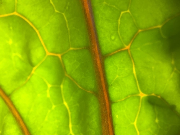 Picture of BACKLIGHT LEAF I