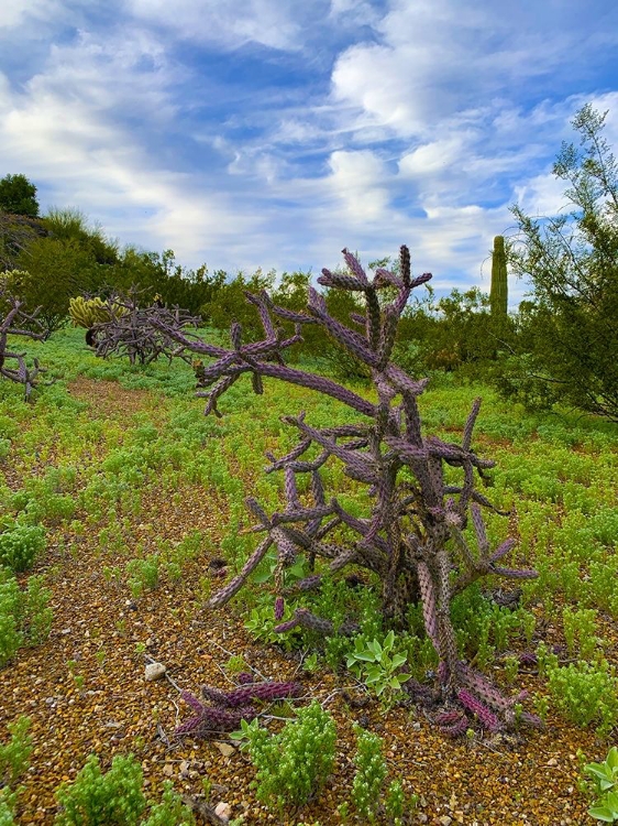 Picture of DESERT COLOR I