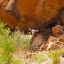 Picture of BIG HORN SHEEP LAMB
