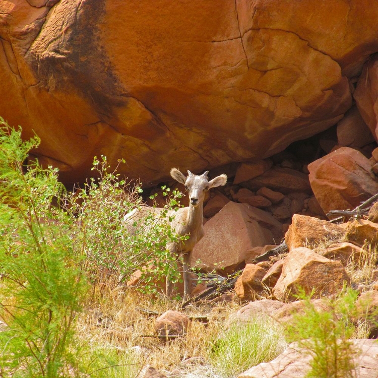 Picture of BIG HORN SHEEP LAMB