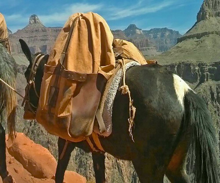 Picture of GRAND CANYON 1: MULE TRAIN