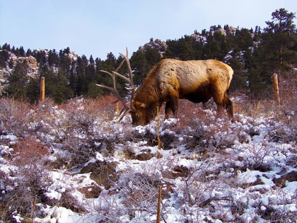 Picture of ESTES PARK 1: ELK