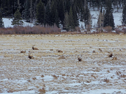 Picture of ESTES PARK 2: ELK HERD