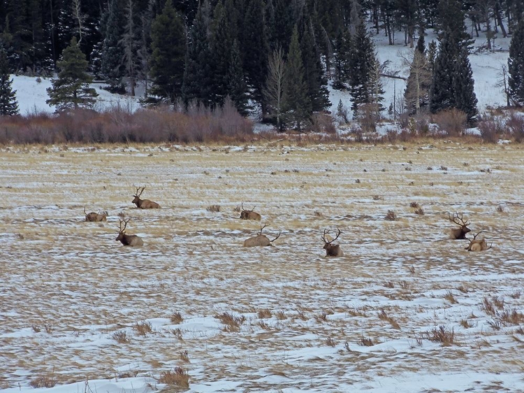 Picture of ESTES PARK 2: ELK HERD