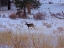 Picture of ESTES PARK 3: ELK CALF