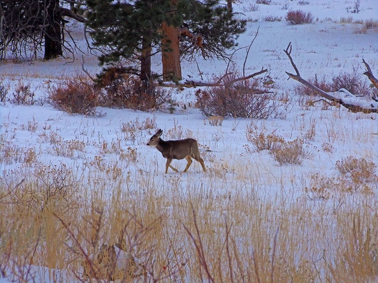 Picture of ESTES PARK 3: ELK CALF