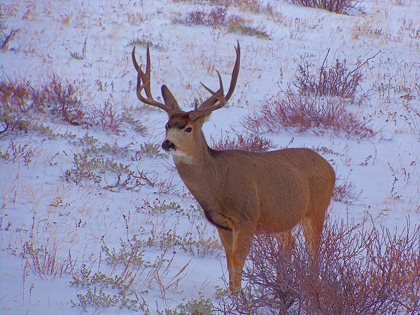 Picture of ESTES PARK 4: BULL DEER I