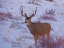 Picture of ESTES PARK 4: BULL DEER I
