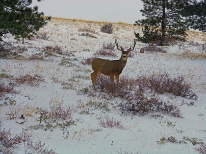 Picture of ESTES PARK 5: BULL DEER II