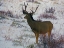 Picture of ESTES PARK 6: BULL DEER III