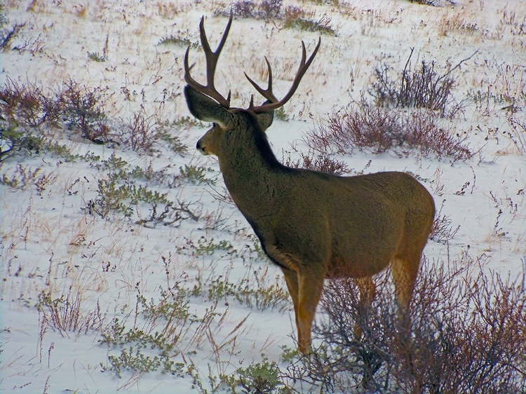 Picture of ESTES PARK 6: BULL DEER III