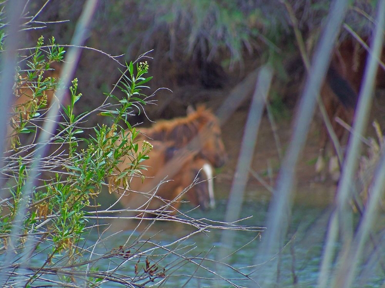 Picture of WILD HORSES I