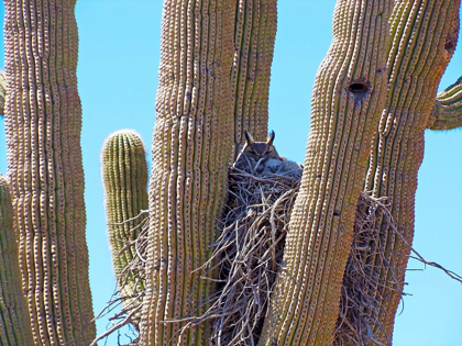 Picture of GREAT HORNED OWL I