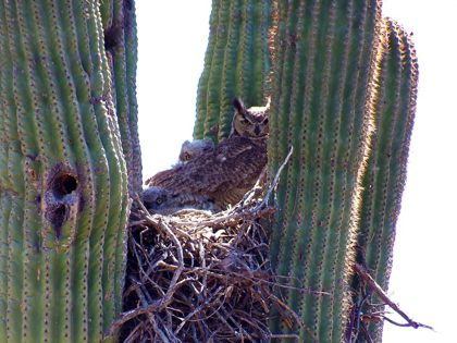 Picture of GREAT HORNED OWL II
