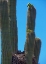 Picture of GREAT HORNED OWL III