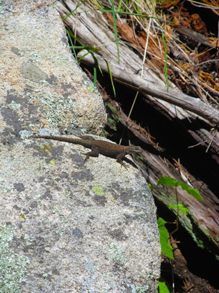 Picture of LIZARD I