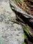 Picture of LIZARD I