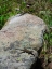 Picture of LIZARD II